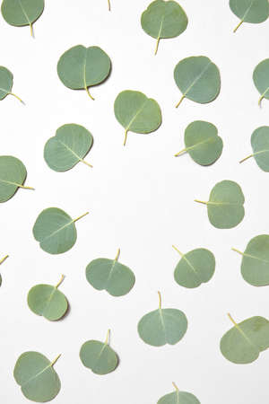 Round pattern and frame from evergreen fresh natural leaves of Eucalyptus plant on a light grey background, copy space. Greeting card.の写真素材