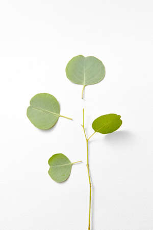 Botanical card from evergreen fresh natural twig of Eucalyptus plant and separated leaves on a light grey duotone background, copy space. Greeting card. Top view.の写真素材