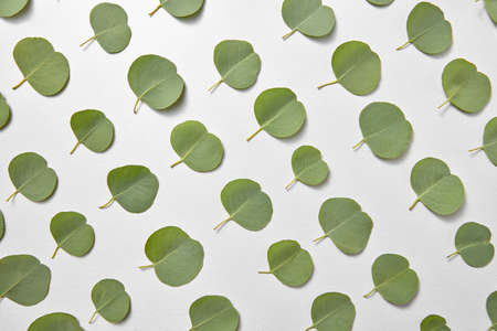 Vertical plant pattern from evergreen natural leaves of Eucalyptus diagonally arranged on a light grey background. Congratulation card. Top view.Top view.の写真素材