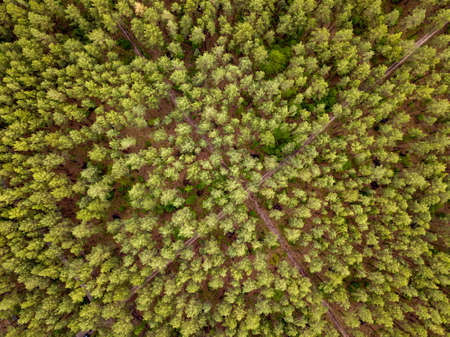 Aerial top view above forest area.の写真素材