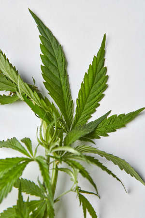Close-up natural marijuana twig with fresh green leaves.の写真素材