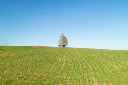 Creative rural landscape with alone tree and wooden house on a green fields under blue clean sky in a spring time, Austria.の写真素材