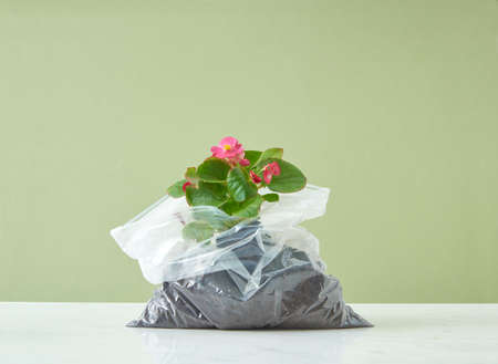 Evergreen houseplant with beautiful flowers in a plastic bag on a duotone background. Ecology and Environment concept.の写真素材