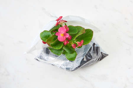 Flowering evergreen houseplant with wonderful flowers in a plastic bag on a duotone background. Ecology and Environment concept. Top view.の写真素材