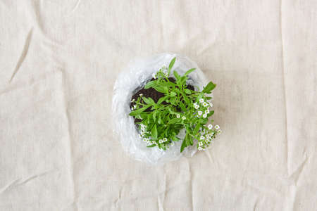 Blossoming green plant with tender flowers in a plastic bag. Top view.の写真素材