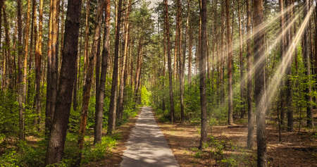 Beautiful alley in the park for walking in a summer sunny day with sunny beams. Walkway lane path with green trees in the forest.の写真素材