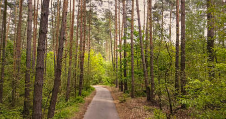 Landscape with walkway lane path and green trees in the forest. Beautiful alley in the park for walking and cycling in a summer sunny day.の写真素材