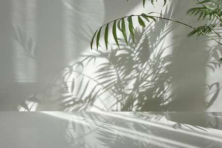 Interior surface with twigs of evergreen tropical palm with shadows on a wall.の写真素材