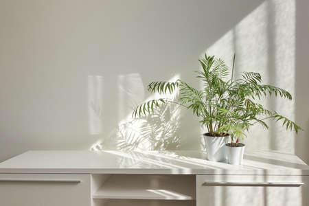 Stylish interior desk with green houseplants and shadows on the wall.の写真素材