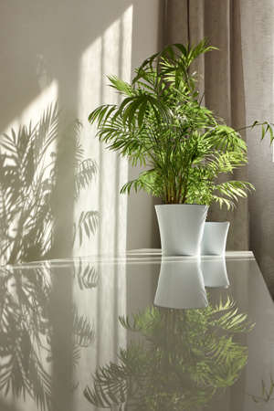 Glossy surface of desk with shadows and reflections from green houseplants.の写真素材