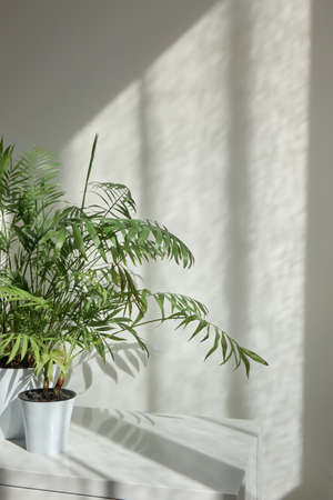 Decorative flower pots with green houseplant against wall with shadows.の写真素材