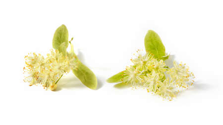 Flowering large-leaf Linden or Tilia twigs with yellow flowers.の写真素材