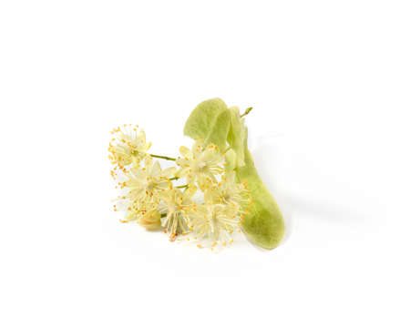 Medical flowering plant of fresh natural branch of Linden or Tilia tree.の写真素材