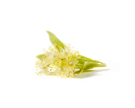 Blooming large-leaf Linden or Tilia twigs with yellow flowers.の写真素材