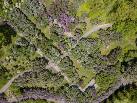 Aerial view of blooming trees in botanical gardenの写真素材