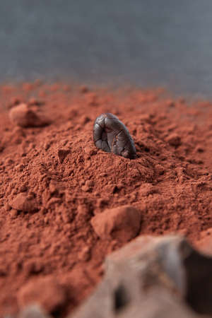 Cocoa bean in pile of raw powderの写真素材
