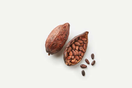 Unpeeled cocoa beans in podの写真素材