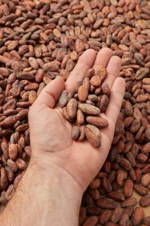 Crop person showing raw cocoa beansの写真素材