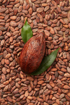 Whole pod of cocoa tree on beansの写真素材