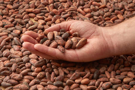 Crop person showing unpeeled raw cocoa beansの写真素材