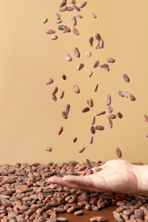 Handful of organic raw beans of cocoaの写真素材