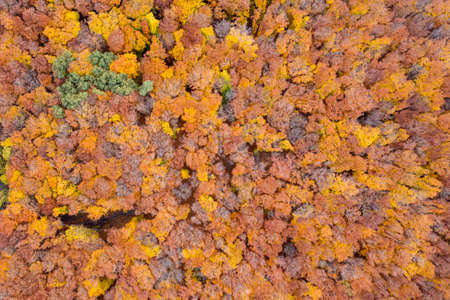 View from drone of colorful autumn forestの写真素材