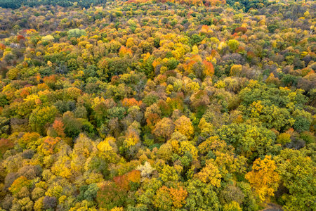 Beautiful aerial view of autumn forestの写真素材
