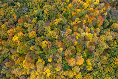 Aerial landscape from drone on autumn forestの写真素材