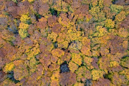 Seamless pattern of colorful trees at autumn forestの写真素材