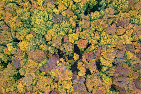 View from drone over forest in autumn seasonの写真素材