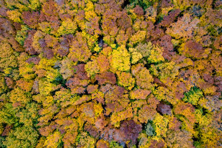 Natural background of autumn forest areaの写真素材