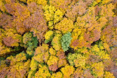 Aerial landscape from drone of autumn forestの写真素材