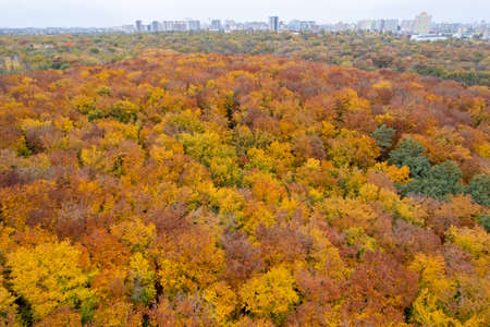 Birds eye view from drone on colorful fall treesの写真素材