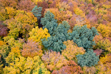 Aerial drone view of autumn forest landscapeの写真素材