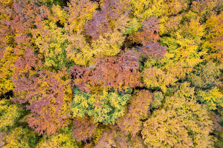 Natural pattern of autumn colored forestの写真素材