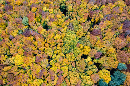 Beautiful autumn forest from drone viewの写真素材