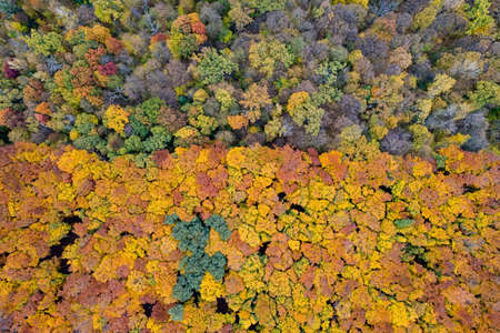 Aerial view autumn forest with colorful treesの写真素材
