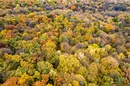 Birds eye view from drone above colorful fall treesの写真素材