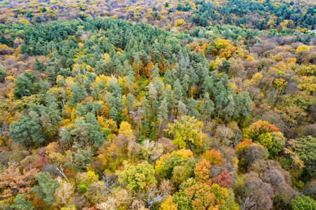 Top aerial view of colorful autumn forestの写真素材