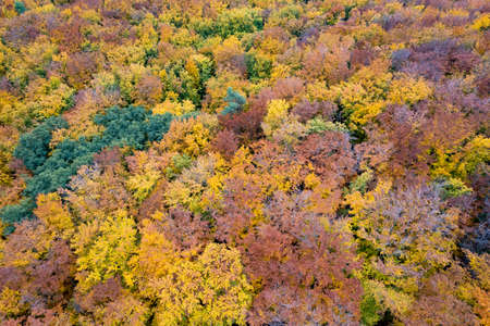Seamless natural pattern of autumn forestの写真素材