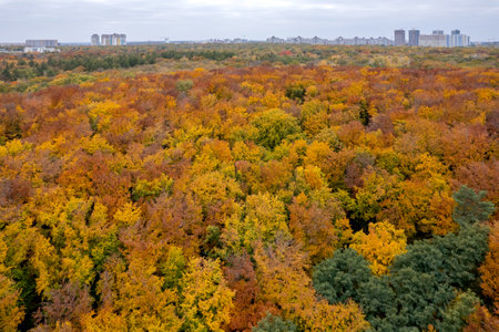 Stunning aerial view of forest during autumn seasonの写真素材