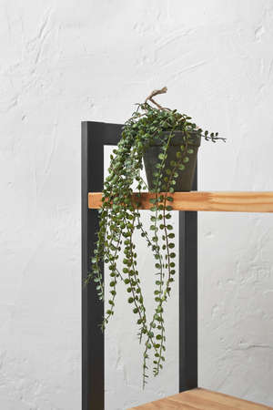 Houseplant flower decorating home interior.の写真素材