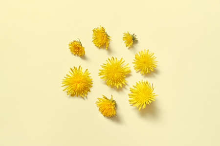Dandelion flowers on yellow background.