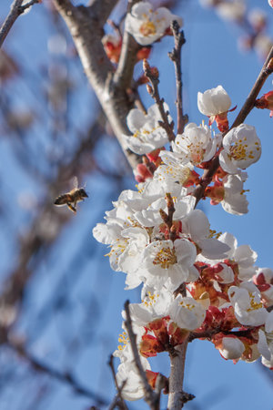 Close-up of flowers of blossoming cherry tree in sunlight with selective focus against spring blue sky background with copy space.の写真素材