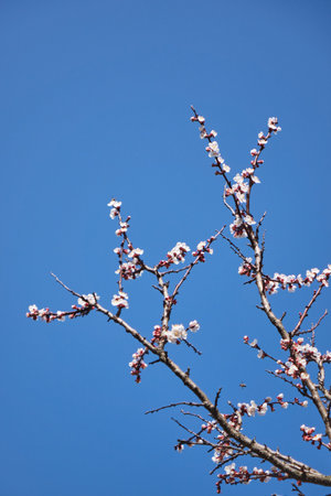 Branches with spring blossoming cherry tree flowers in sunlight with selective focus against blue sky background with space for text.の写真素材