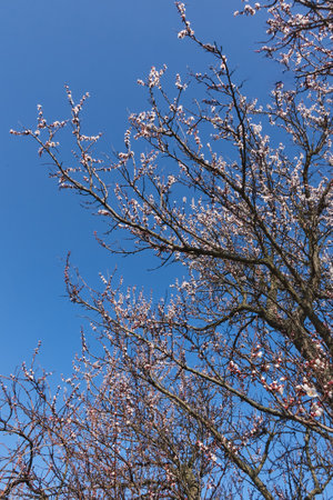 Blossoming cherry tree with selective focus against blue sky background with copy space. Springtime minimal backdrop.の写真素材