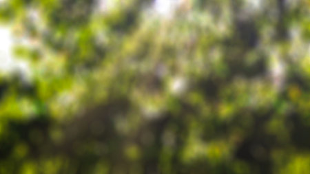 Creative blurred backdrop of green trees, bushes and grass with shadows and sunlight. Springtime.の写真素材