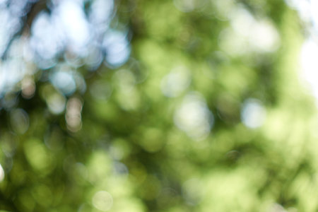 Blurred photo of young spring trees in bright sunshine outdoors. Spring background.の写真素材