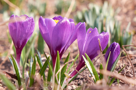 Close-up of purple crocus flowers growing in meadow in bright sunlight. Spring wallpaper.の写真素材