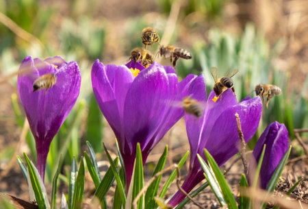 Wild purple crocuses blooming in forest field. Beautiful spring flower backdrop.の写真素材